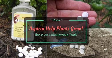 The primary roots of the plant were significantly shorter and instead of growing downward, they were curling up, unable to institute of science and technology austria. Does Aspirin Help Plants Grow? This is an Unbelievable Truth