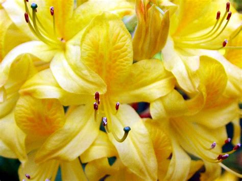 Georgia, the south eastern region of the united states is known. Yellow Flower Mishmash | This Thing Called Life