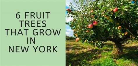 6 Fruit Trees That Grow In New York Ny Thrive Cuisine