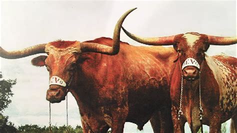 How Texas Mascot Bevo Got Its Name