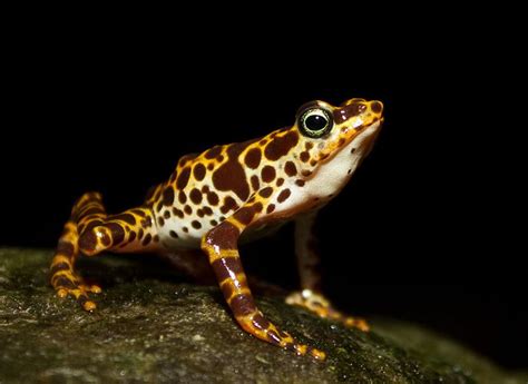 10 Recently Extinct Amphibians