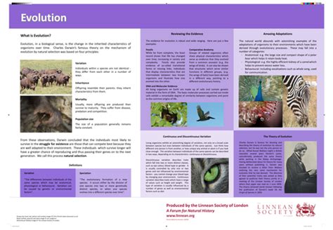 Evolution Poster Teaching Resources