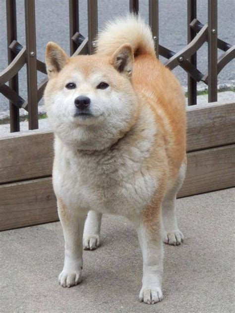 Maybe you would like to learn more about one of these? CDuNGf0UsAE38TJ | Shiba inu, Cute animals, Fluffy animals