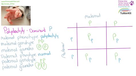 A homozygous dominant and a homozygous recessive birds mate. What Is A Punnett Square And Why Is It Useful In Genetics ...