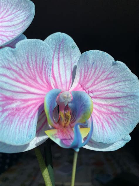 A Close Up Of My Beautiful Orchid R Orchids