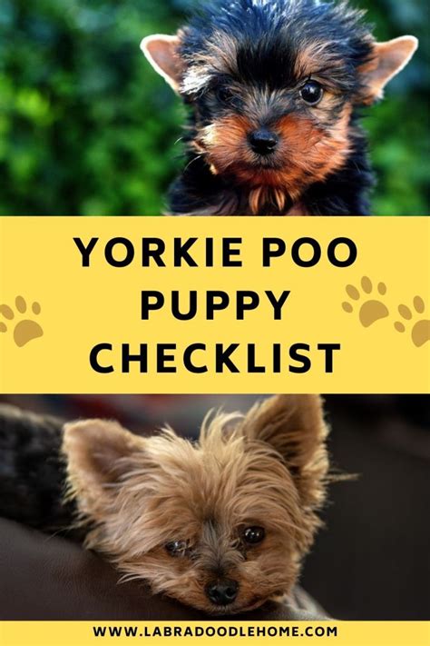 Yorkie Poo Puppy Checklist A 2023 Complete Guide
