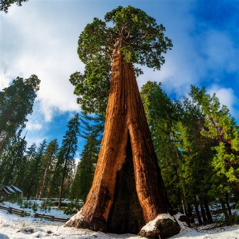 Arborele Sequoia Sequoia