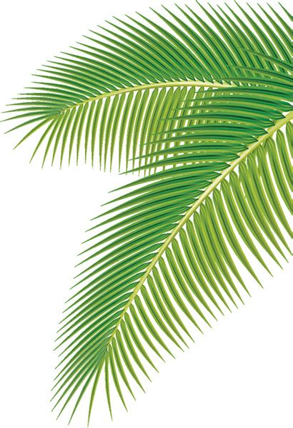 Set Of Green Palm Leaves Vector Vectors Images Graphic Art Designs In