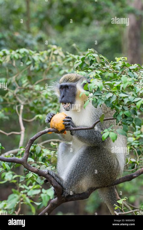 Green Monkey Chlorocebus Sabaeus Feeding In Tree Barbados Stock