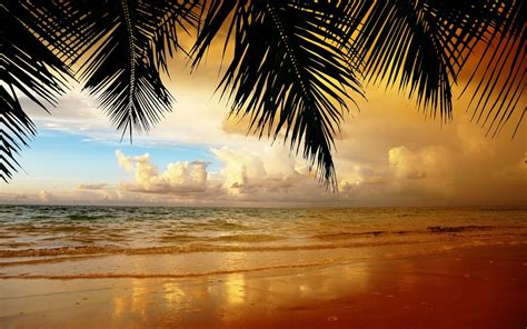 Nature Landscape Palm Trees Leaves Beach Wallpapers Hd Desktop