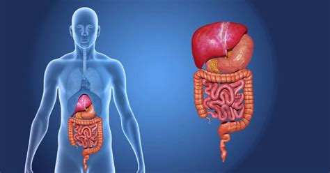 12 Digestive System Facts You Didn't Know - DailyHealthPost