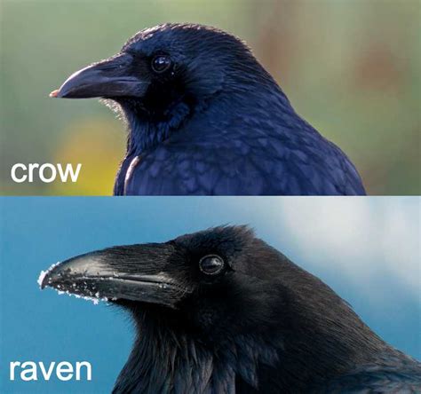 15 key differences between a crow and raven so you can easily tell them apart
