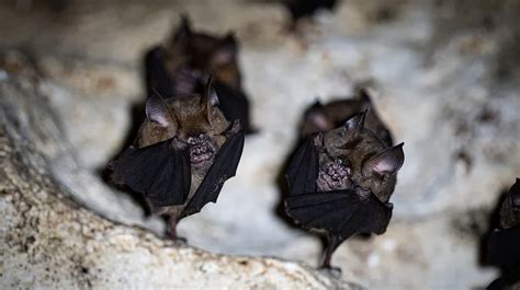 Bat Control Virginia Virginia Bat Pros
