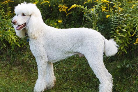 Full grown silver standard poodle. Meet the Poodle (Standard)!