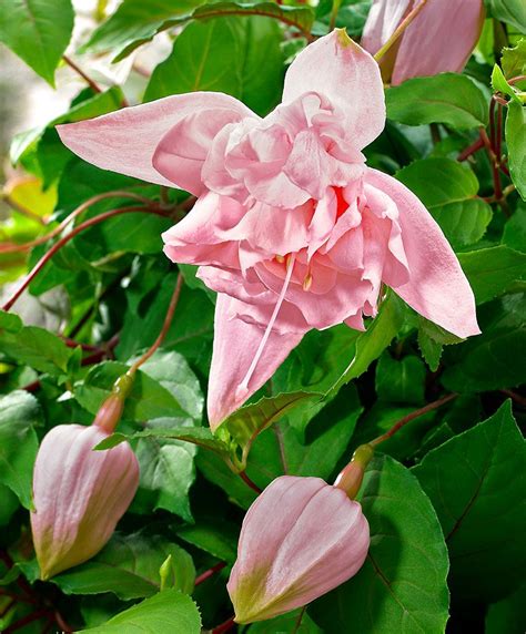 Fuchsia Pink Marshmallow Trailing Variety Flor Brinco De Princesa