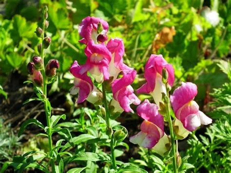 Snapdragon Flower Antirrhinum Types How To Grow And Care Florgeous
