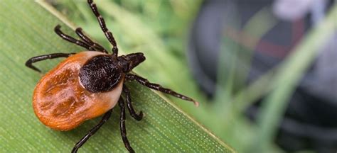 What Is Lyme Disease Symptoms Causes Diagnosis Prevention And