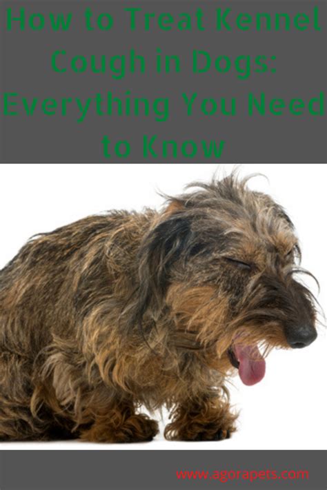 How To Treat Kennel Cough In Dogs Everything You Need To Know Dog