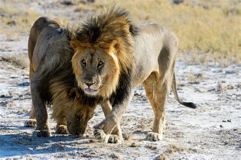 Lion Brothers Greet Each Other Stock Image Image Of Mammals Hello