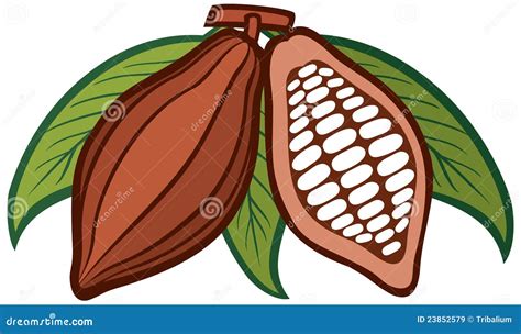 Cacao Granos De Cacao Ilustración Del Vector Ilustración De Fruta