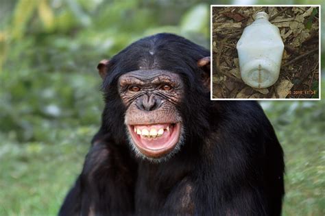 Horny Chimp Masturbating With A ‘sex Toy Could Be A First Study