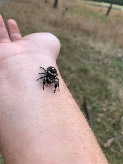 Huge jumping spider I found while hiking. Gainesville, Fl. : r/spiders