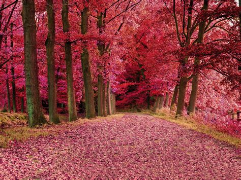 Wallpaper Red Leaves Forest Trees Autumn Path 2560x1600