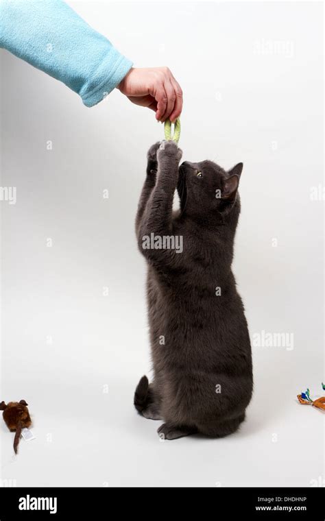 Cat Grabbing Toy Hi Res Stock Photography And Images Alamy