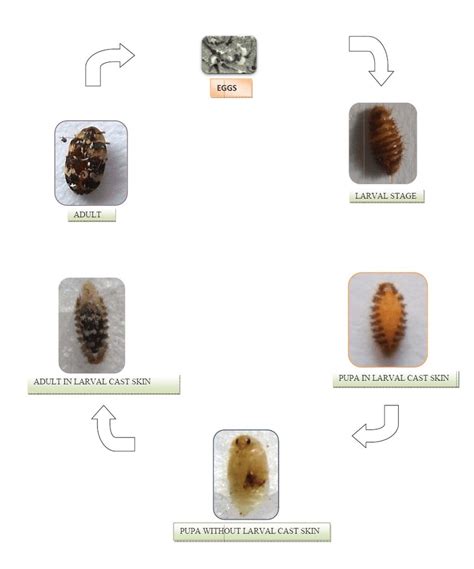 Carpet Beetles Life Cycle