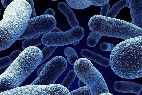 Las Bacterias Caracteristicas Clasificacion Beneficios Y Riesgos Hot Sex Picture