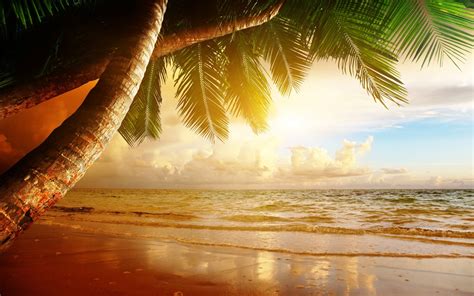 Beach Sand Palm Trees Wallpapers Hd Desktop And Mobile Backgrounds