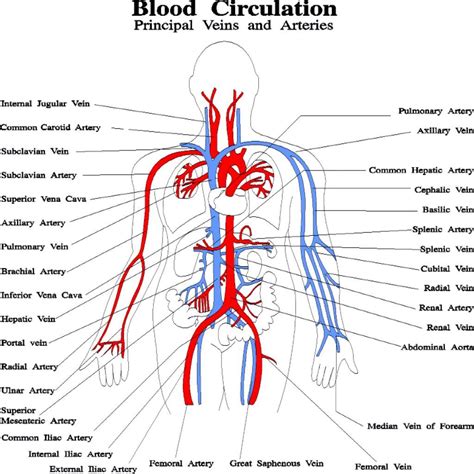 Indicate the pathway of blood leaving the left ventricle of the heart going to the rt little finger and the pathway back to the heart by listing the names of the correct arteries, veins, and the destination heart chamber in the blanks (14). Resultado de imagen de circulatory system for kids worksheets