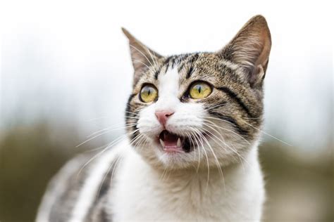 Why Is My Cat Meowing At Night 9 Reasons You Should Know Being Vets