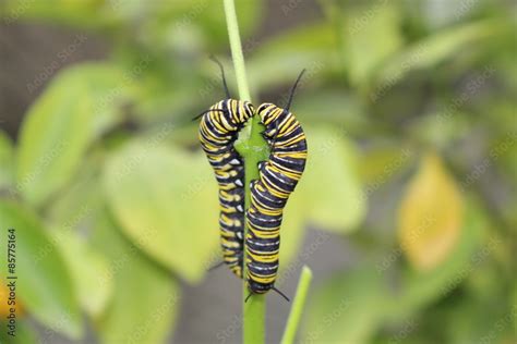 Yellow Black And White Striped Monarch Butterfly Caterpillars In