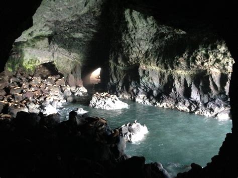 Sea Lion Caves And T Shop Oregon Coast Visitors Association