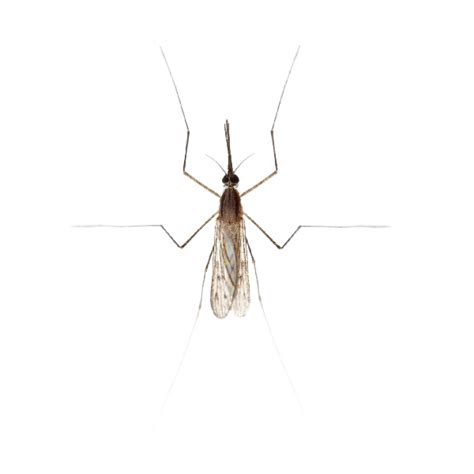 Gnat Fly Identification Habits And Behavior Pest Defense Solutions