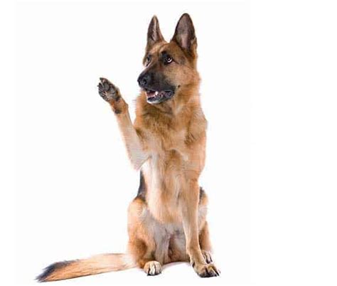 Secrets And Meaning Behind German Shepherds Ears Body Language