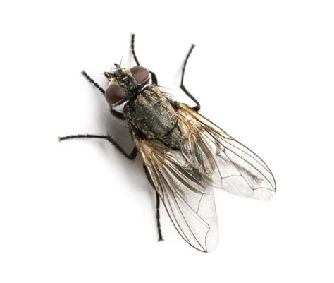Robaki w domu najczęściej atakujące insekty domowe Widzisz je u