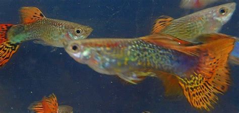 2 Nice Trio Red Mosaic Guppies