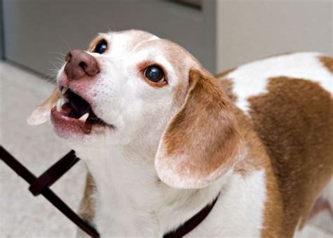 7 Tips On Canine Body Language Canine Animal Shelter Pet Dogs