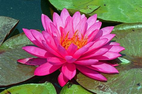 Beautiful Lotus Flower Photograph By Patricia North