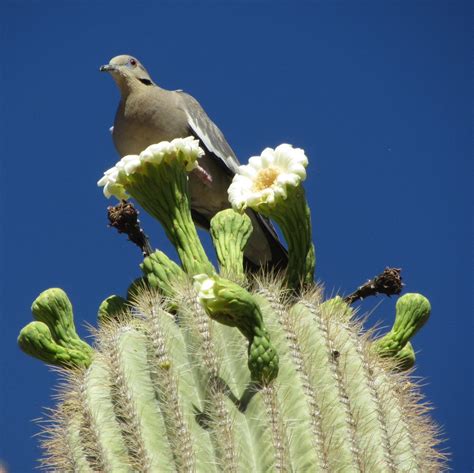 Saguaro Cactus In Bloom Go To National Parks