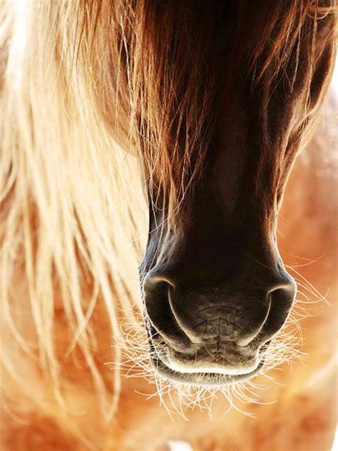 Horse Photos Horse Pictures Animal Pictures All The Pretty Horses