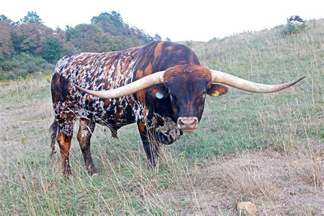 Animals With Big Long Horns