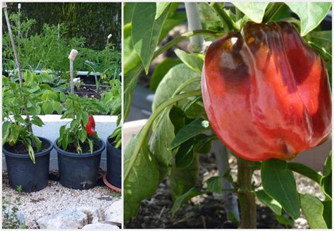 Growing Red Peppers In Containers Piglet In Portugal