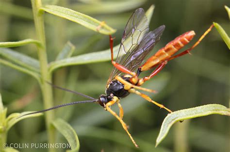 Orange And Black Wasp Bugguidenet