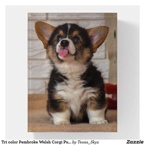 Tri Color Pembroke Welsh Corgi Puppy Dog Paperweight In