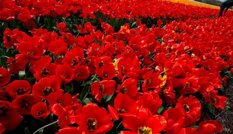 Gunakan gratis untuk komersial & pribadi. FOTO: Merah Merona Ladang Bunga Tulip di Belanda - Global ...