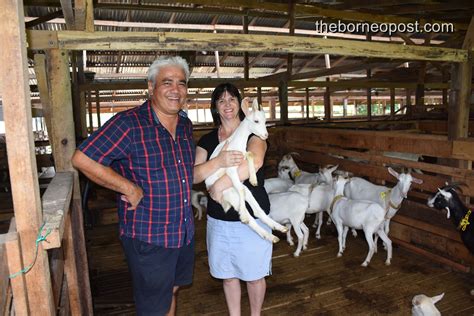 The cow farming aim is to produce as many liters of good quality milk per hectare at the lowest possible cost. Dairy goat, cow farming a potential in Sarawak ...