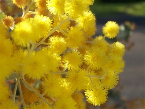 Free Picture Golden Wattle Flower Close